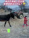 吉林延边：论学好一门外语的重要性，神奇的满级人类幼崽