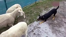 这只羊跟牧羊犬杠上了，谁也不服气！