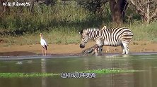 鳄鱼游向岸边的秃鹫，原以为鳄鱼想要捕食秃鹫，结果却是抢食！
