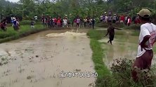 柬埔寨发现庞然大物，身长15米重达12吨，引来众多村民围观