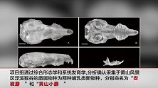 安徽黄山发现两个哺乳类新物种