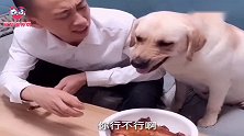 主人不给狗狗赛文吃鸡腿，接下来马上就后悔了，最后差点被揍