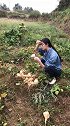 农村小姐姐生吃地瓜，一点都不做作，太棒了！