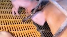 搞笑视频：蹦迪要从小开始练，这只小猪深知其中的道理
