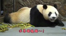 大熊猫跟饲养员吵耍小性子，就差开口说话啦！太萌了