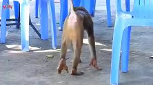 猴子被狗咬伤了，真可怜