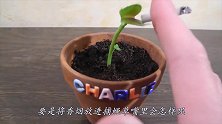 把烟放进捕蝇草嘴里会怎样？老外实测，下一幕太有趣了