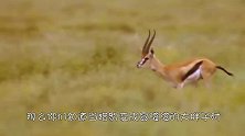 当猎豹变成圆滚滚的大胖子，那么他是怎么捕食羚羊的呢？
