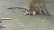 哭得撕心裂肺，让猴妈妈重视它，搞笑