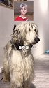 不用去泰国撸哈士奇了，国内首家大型阿富汗猎犬咖啡馆扎根魔都