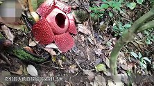 女子用手“喂”食人花 后果惨不忍睹 肠子都快悔青了