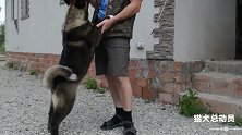 美系秋田犬跟主人一起玩耍，这家伙真是太可爱了