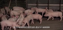 母猪生下一只畸形胎，父亲是谁农村大爷非常无奈，真是匪夷所思