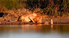 瘸腿狮王兄弟在水塘喝水，食草动物陆续赶来