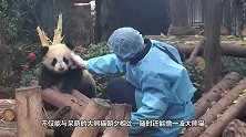 国宝熊猫总爱抱饲养员的大腿？得知答案后，让人哭笑不得！