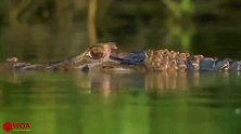 水獭捕杀鳄鱼场面如此震动，不料到口的猎物被岸上的美洲豹盯上
