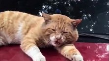 猫咪趴在小车引擎盖上，主人叫它下来，还凶人家
