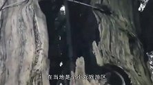 中国一棵坚强的千年古树, 树心靠钢筋, 365天营养液续命