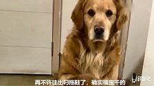 主人吐槽说金毛太胖，金毛闷闷不乐，做瑜伽减肥，自尊心还挺强