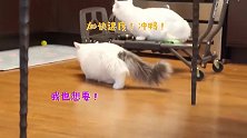 快让让！猫咪牌观光车来啦！和我一起在家旅行吧！