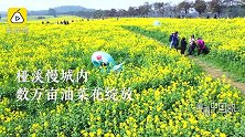 南京桠溪国际慢城万亩油菜花盛开，游客花丛观光重拾童年记忆