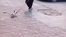 佛系遛狗，丢不丢随缘狗子为铲屎官操碎了心，生怕自己被溜丢