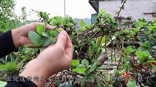 金银花掉叶子别大意，很多人以为是正常想象，其实是虫害