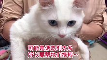 十几只猫吃猫粮吃上瘾，为了主子健康，亲自试吃猫粮挑战诱食剂
