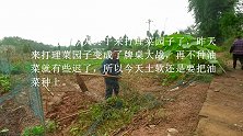 乡野树先生：老余今天终于把菜园子理出来了