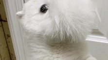 博美犬个头不大脾气却很大，竟然敢不听主人的话，结局忍住别笑