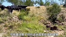 雄狮的实力有多强？单枪匹马冲进水牛群，仅用一招就将水牛秒杀