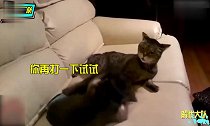 搞笑动物猫咪使出一套组合拳,打的猴子找不到北!