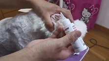 宠物美容师教你如何给狗狗拔耳毛，减轻疼痛，狗狗乖乖配合