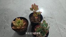 光照篇：外部条件对多肉植物种植的影响，这几点你注意了吗
