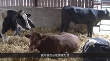 算命大师断言：这3大生肖“不能惹”，一辈子“不愁没钱花”！