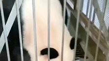 熊猫：一盆奶换一只小熊仔，怎么想怎么划算！