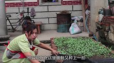 梅阿妹教你酸汤鲈鱼做法，味道鲜美，开胃又简单，自己在家就能做