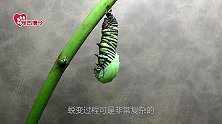 观看幼虫到蝴蝶的蜕变全过程，网友：美丽的东西都要经历磨难