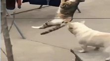 猫咪偷鱼得手了，不料来了只多管闲事的狗，你说气人不？