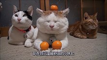 三只猫咪趴在毯子上闭目养神，主人把橘子放在猫咪身上，模样呆萌
