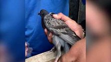 秘鲁：鸽子被困高压电缆，警方巧用无人机