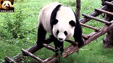 熊猫思嘉走猫步，美丽动人，魅力无敌，百看不厌