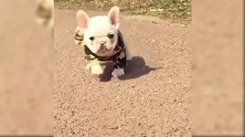 狗狗的小短腿跑起来太搞笑了，还老是摔跤，很可爱哦！