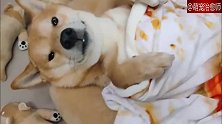 柴犬四脚朝天的睡觉，还盖上了小被子，好治愈的画面！