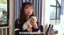 养猫吗？布偶哦！先天缺陷后院那种！ 猫  布偶猫  流浪猫