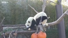 大熊猫太萌了 吃完饭就把盆子一踢 绝对的大爷范