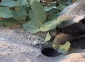 蜜獾封洞捕食老鼠
