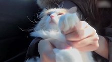 被抱在怀里的猫咪，这萌萌的小眼神，真可爱！