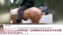 老外看中国，油管老外看中国老农乡间骑猪，可以滴滴打猪吗