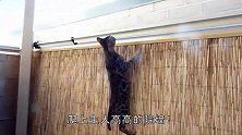 小猫爬高墙，爬到一半没力气了，紧急关头，大猫居然伸援助之手